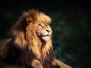 У Хмельницькому зі звіринця втекло два леви