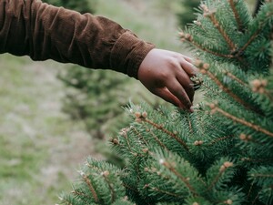 Попит на живі ялинки в Україні падає. Що демонструють дані Opendatabot