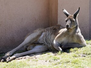 У Чехії втік кенгуру, якого купили дітям на Різдво. Рятувальники кілька разів пробували упіймати тварину
