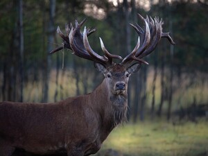 Унікального оленя-рекордсмена Руні вбили не браконьєри – власник екопарку