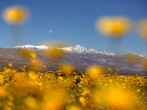 Уперше за десятиріччя Долина Смерті зацвіла. Фото